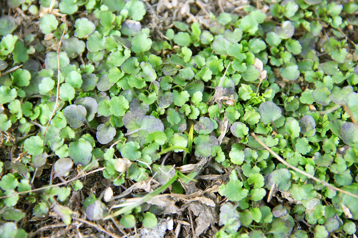 Изображение особи Viola arvensis.