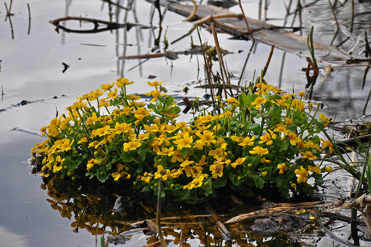 Изображение особи Caltha palustris.