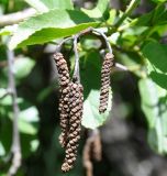 Alnus orientalis. Верхушка побега с отцветшими мужскими соцветиями. Республика Кипр, Троодос (Τρόοδος), ≈1600 м н.у.м., берег ручья. 06.07.2019.