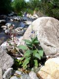 Mertensia pubescens