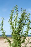 Chenopodium striatiforme. Верхушка цветущего растения с кормящимися тлями. Ленинградская обл., Кингисеппский р-н, окр. дер. Урмизно близ охоторыболовной базы \"Динамо\", берег Финского залива, песчаный пляж. 25.08.2019.