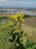 Inula macrophylla