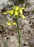 Erysimum canescens