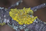 Xanthoria parietina. Таллом с апотециями. Ростовская обл., Неклиновский р-н, окр. хут. Мержаново, прибрежный склон, на ветке дерева. 02.02.2021.