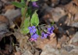 Pulmonaria obscura. Соцветие. Самарская обл., Жигулёвский заповедник, гора Стрельная, опушка широколиственного леса. 02.05.2021.