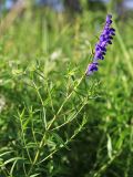 Scutellaria baicalensis