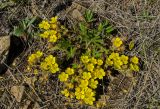 Potentilla humifusa. Цветущее растение. Челябинская обл., Троицкий р-н, Троицко-Совхозное сельское поселение, окр. пос. Скалистый, долина р. Уй, каменистый склон прибрежного скальника, степь. 4 мая 2021 г.