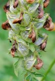 Pedicularis compacta. Часть соплодия. Республика Алтай, Онгудайский р-н, г. Вершина Тияхты, около 1800 м н.у.м., поляна в кедраче. 29.07.2010.