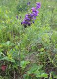 Campanula sibirica