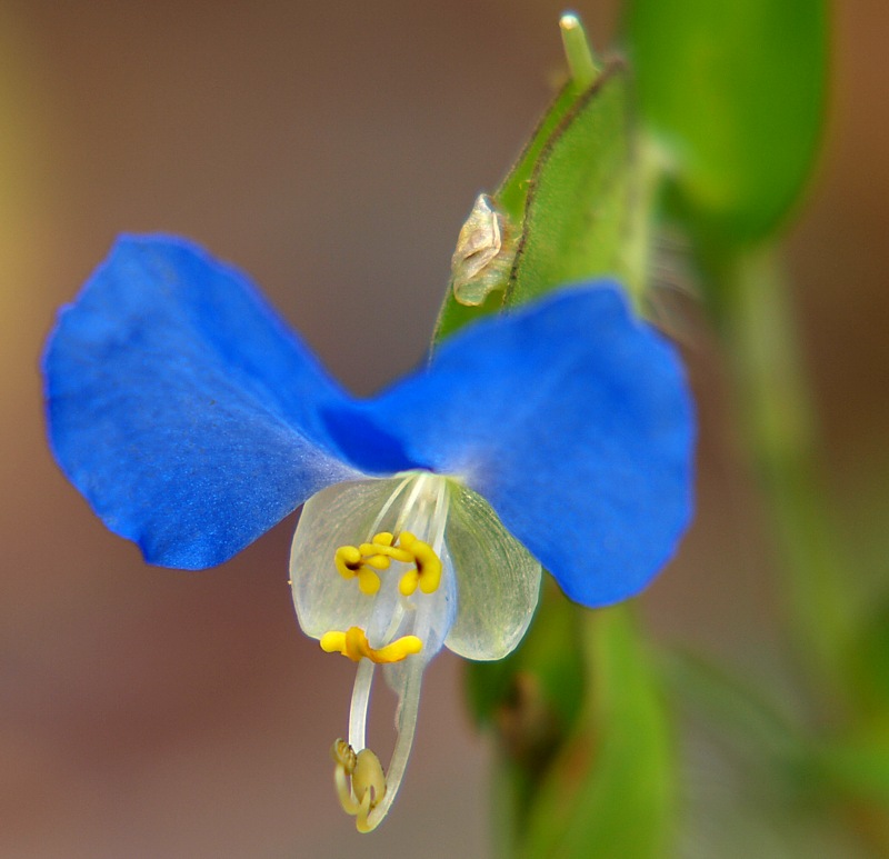 Изображение особи Commelina communis.