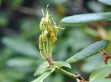 Rhododendron brachycarpum