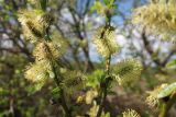 Salix myrsinifolia