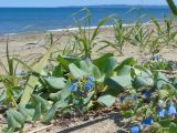 Mertensia maritima