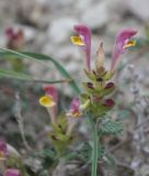 Scutellaria orientalis. Соцветие. Крым, Феодосия, хр. Тепе-Оба, степной глинистый склон. 21 мая 2020 г.