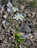 Parnassia laxmannii