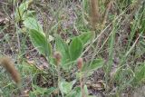 Plantago urvillei