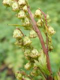 Artemisia maximovicziana. Часть общего соцветия. Хабаровский край, окр. Комсомольска-на-Амуре, опушка кедрово-широколиственного леса. 02.09.2023.