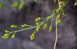 Draba borealis