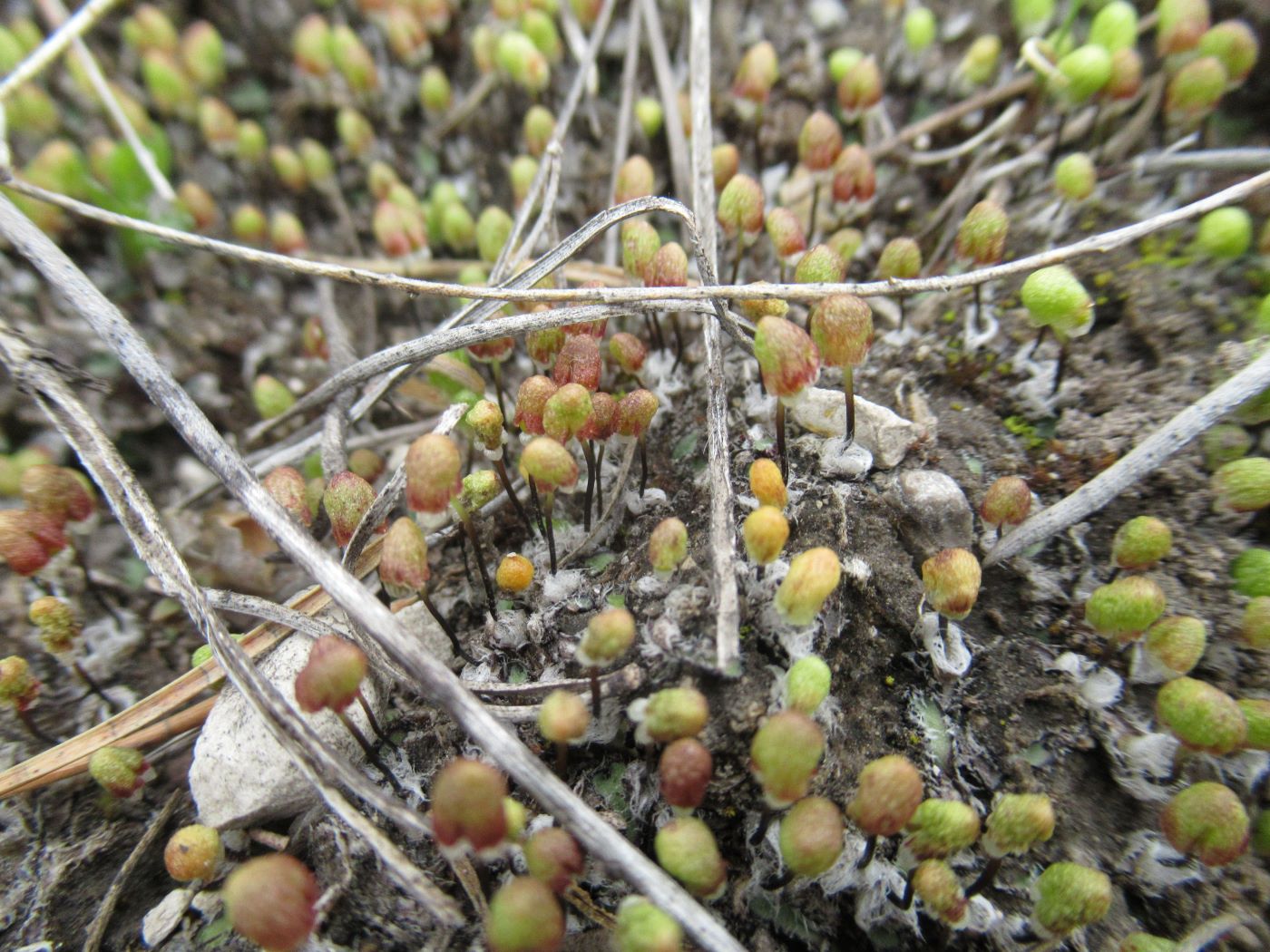 Изображение особи Asterella saccata.