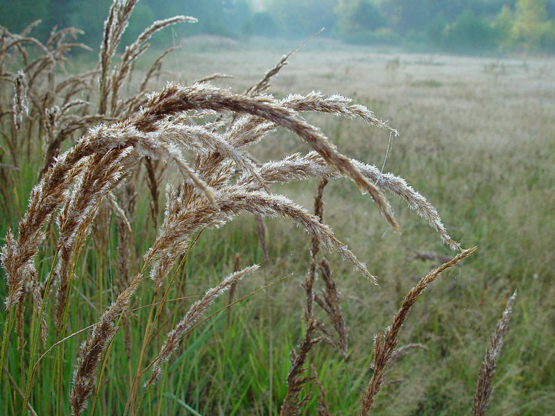 Изображение особи Calamagrostis epigeios.