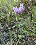 Gentianella amarella. Цветущее растение. Украина, Львовская обл., Золочивский р-н, на запад от села Червонэ, урочище \"Лыса гора\", луг на пологом склоне горы. 23.09.2011.