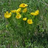 Adonis vernalis. Цветущее растение. Республика Татарстан, Верхнеуслонский р-н, памятник природы \"Кликовский склон\". 14.05.2011.