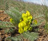 Astragalus henningii. Цветущее растение на степном склоне. Украина, Донецкая обл., Новоазовский р-н, балка Безыменная. 20.04.2013.