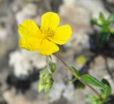 Helianthemum nummularium