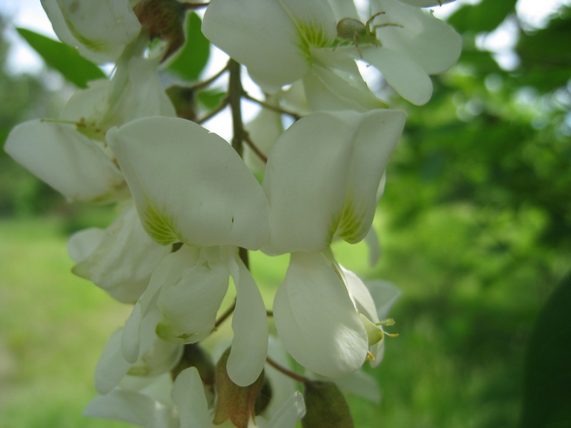 Изображение особи Robinia pseudoacacia.