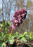 Corydalis solida