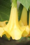 Brugmansia aurea. Цветок. Черноморское побережье Кавказа, г. Новороссийск, в культуре. 27 октября 2013 г.