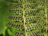 Dryopteris crassirhizoma