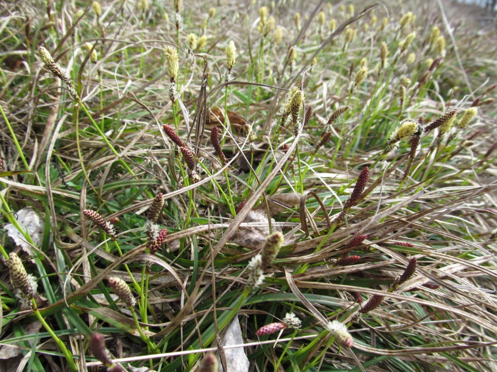 Изображение особи Carex ericetorum.