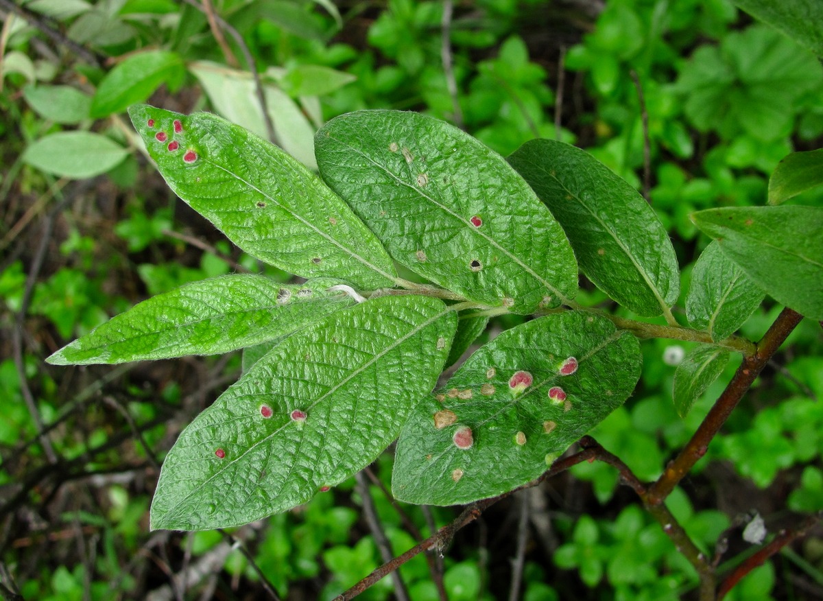 Изображение растения Salix lapponum.