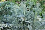 Cynara scolymus