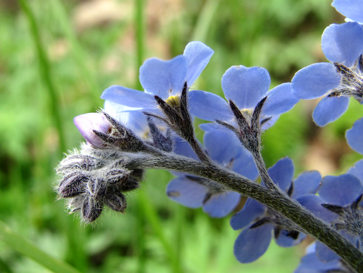 Изображение особи Myosotis alpestris.