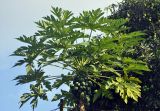Carica papaya. Верхушка плодоносящего дерева. Андаманские острова, остров Нил, в культуре. 02.01.2015.