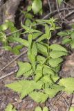 Campanula trachelium. Бутонизирующее растение. Крым, Бахчисарайский р-н, окр. бывшего с. Подлесное, луг. 08.06.2014.