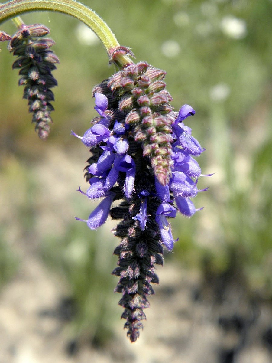 Изображение особи Salvia nutans.