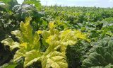 Heracleum sosnowskyi