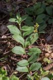 Veronica officinalis