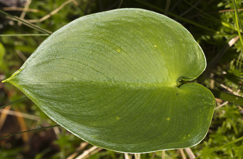 Изображение особи Calla palustris.