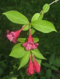 Weigela hortensis. Верхушка побега с цветками. Приморский край, г. Владивосток, Ботанический сад-институт ДВО РАН. 08.07.2016.