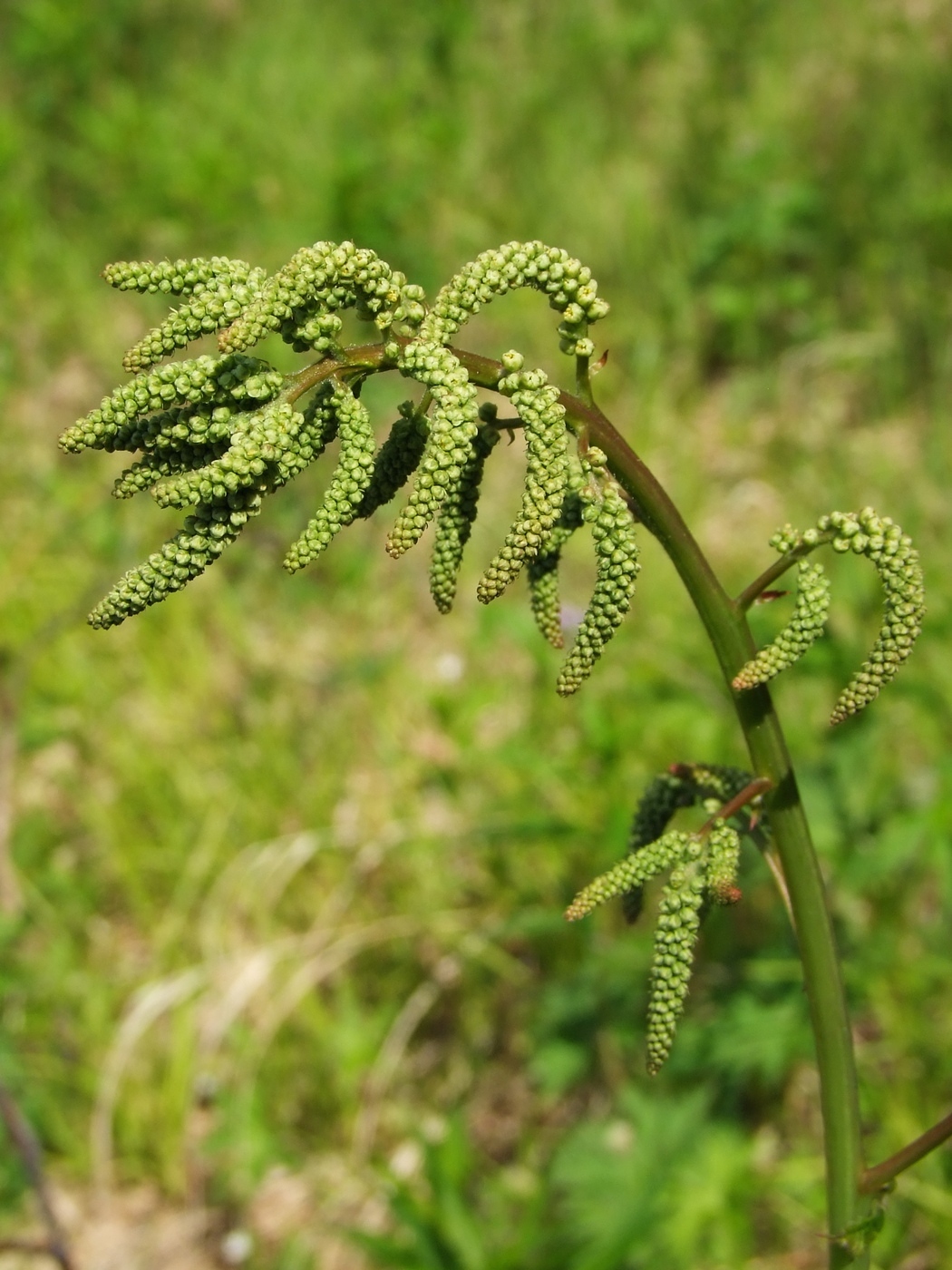 Image of Aruncus dioicus specimen.