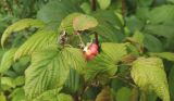 Rubus idaeus