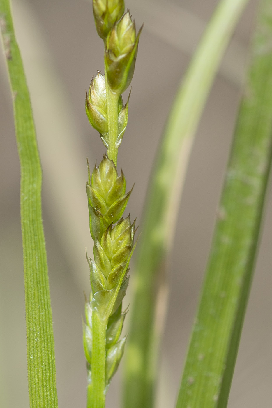 Изображение особи Carex spicata.