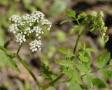 семейство Apiaceae