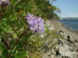 Lactuca sibirica. Верхушка цветущего растения. Магаданская обл., окр. г. Магадан, побережье бухты Нагаева, крутой склон со скальными выходами. 06.08.2016.