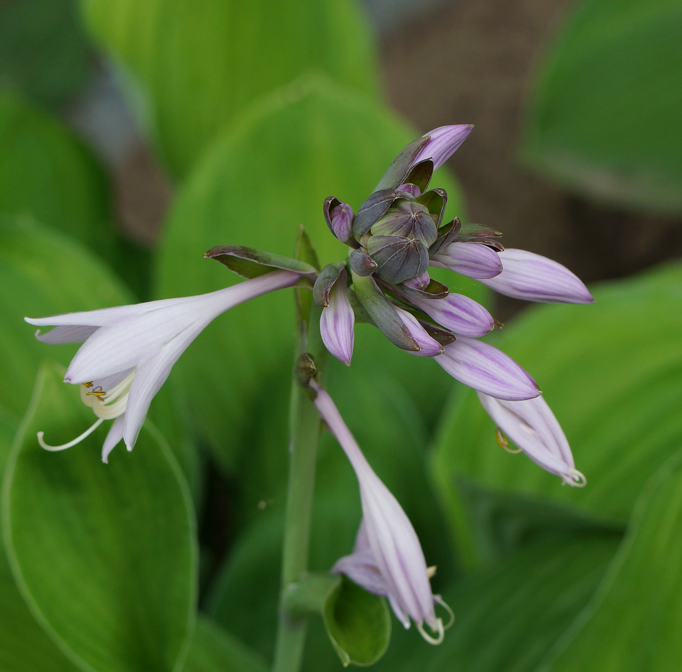 Изображение особи род Hosta.