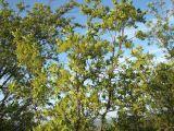 Salix bebbiana. Верхушка плодоносящего дерева. Магаданская обл., г. Магадан, окр. мкр-на Пионерный; склон, заросший ивняком. 25.06.2016.